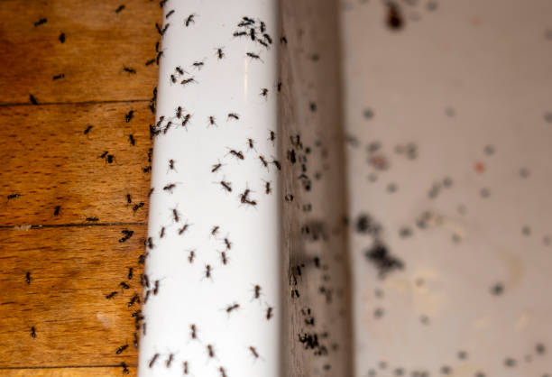 Best Flea Control Services  in Marshall, MI