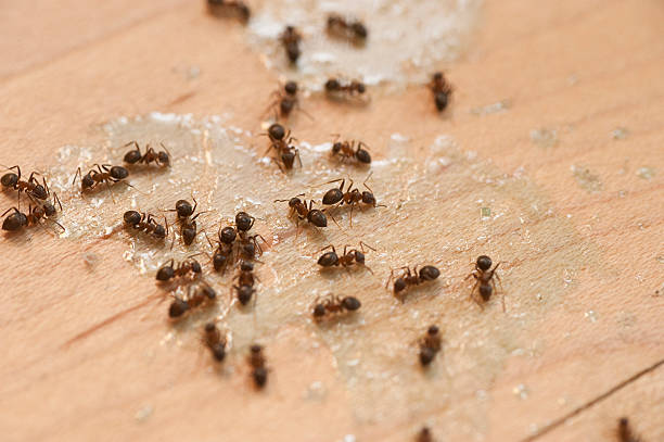 Best Insect Control  in Marshall, MI