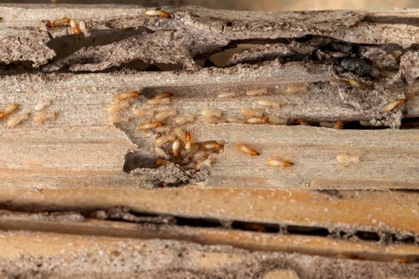 Best Spider Control Near Me  in Marshall, MI